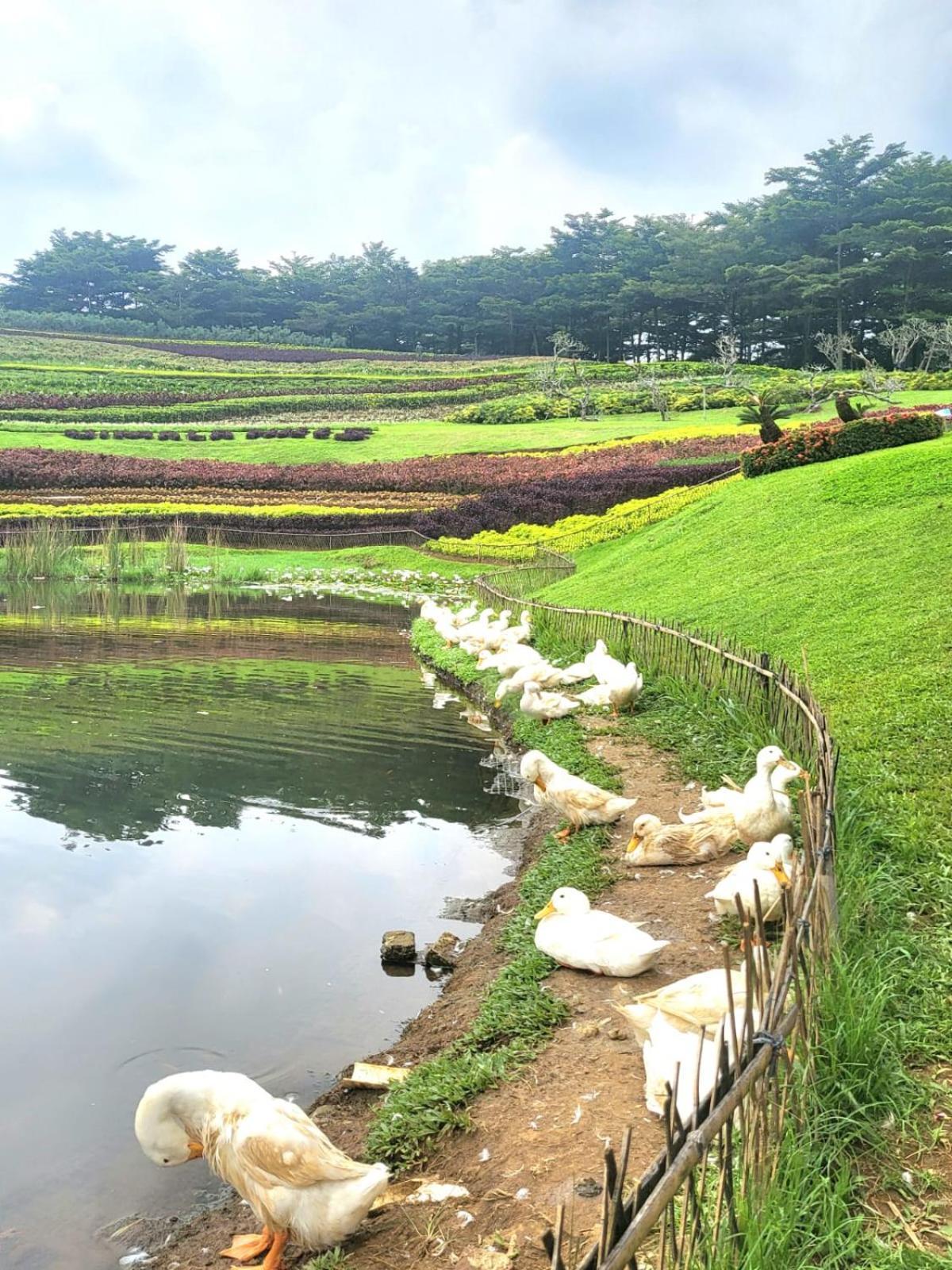 Villa Vimala Hills Semeru Bogor Bagian luar foto